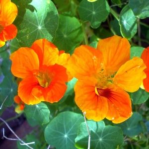 ORANGE FLOWERS ~  8" x 10" Photography
